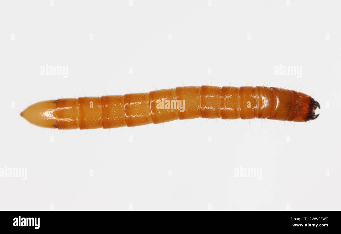 Wireworm Agriotes sp a click beetle larva. Wireworms are  important pests that feed on plant roots. view from top. Stock Photo