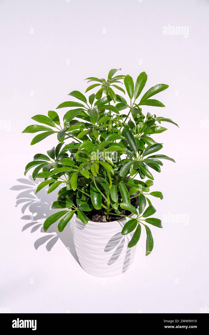 Dwarf umbrella plant in pot Stock Photo - Alamy