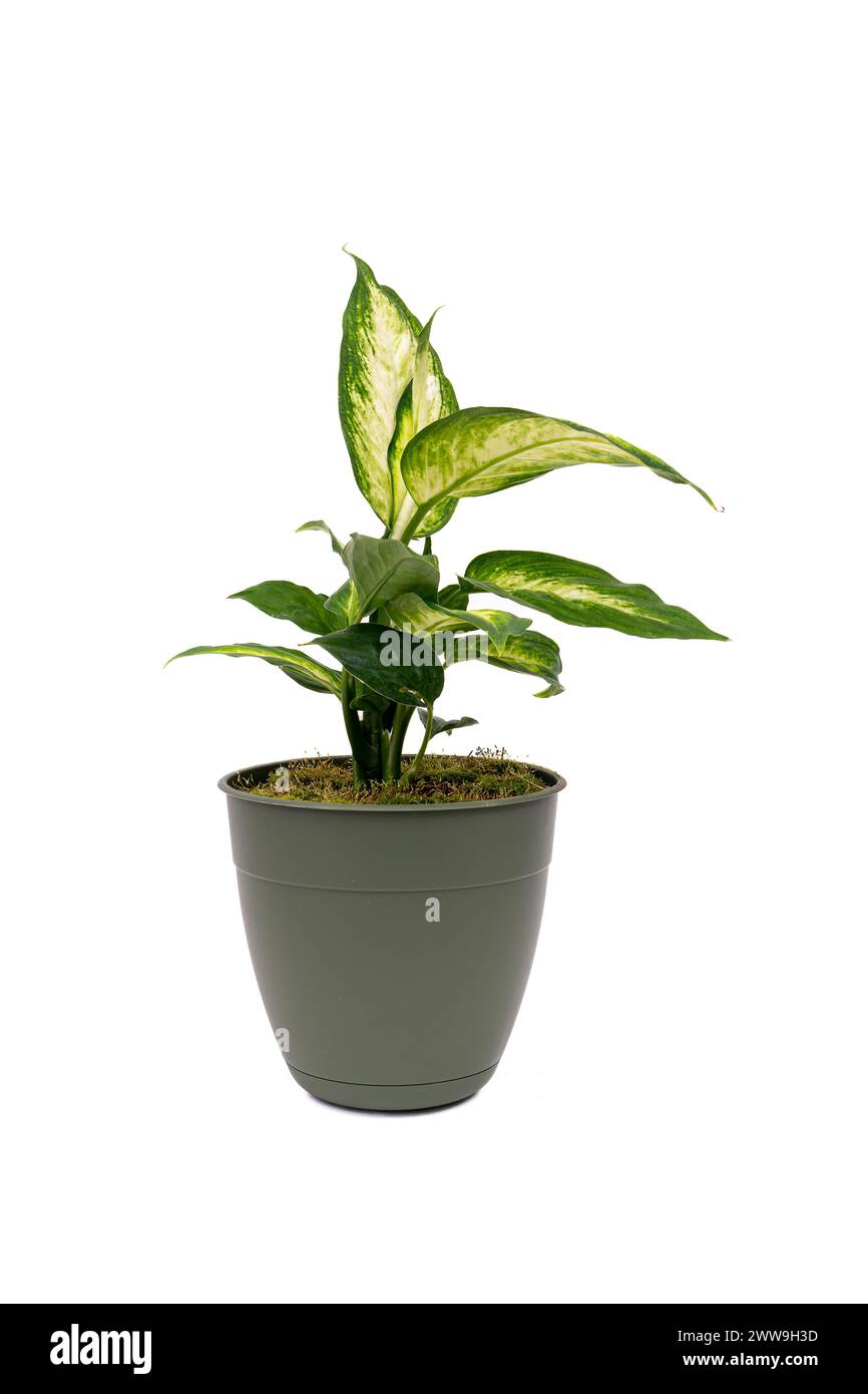 Dumb Cane plant in a pot Stock Photo Alamy