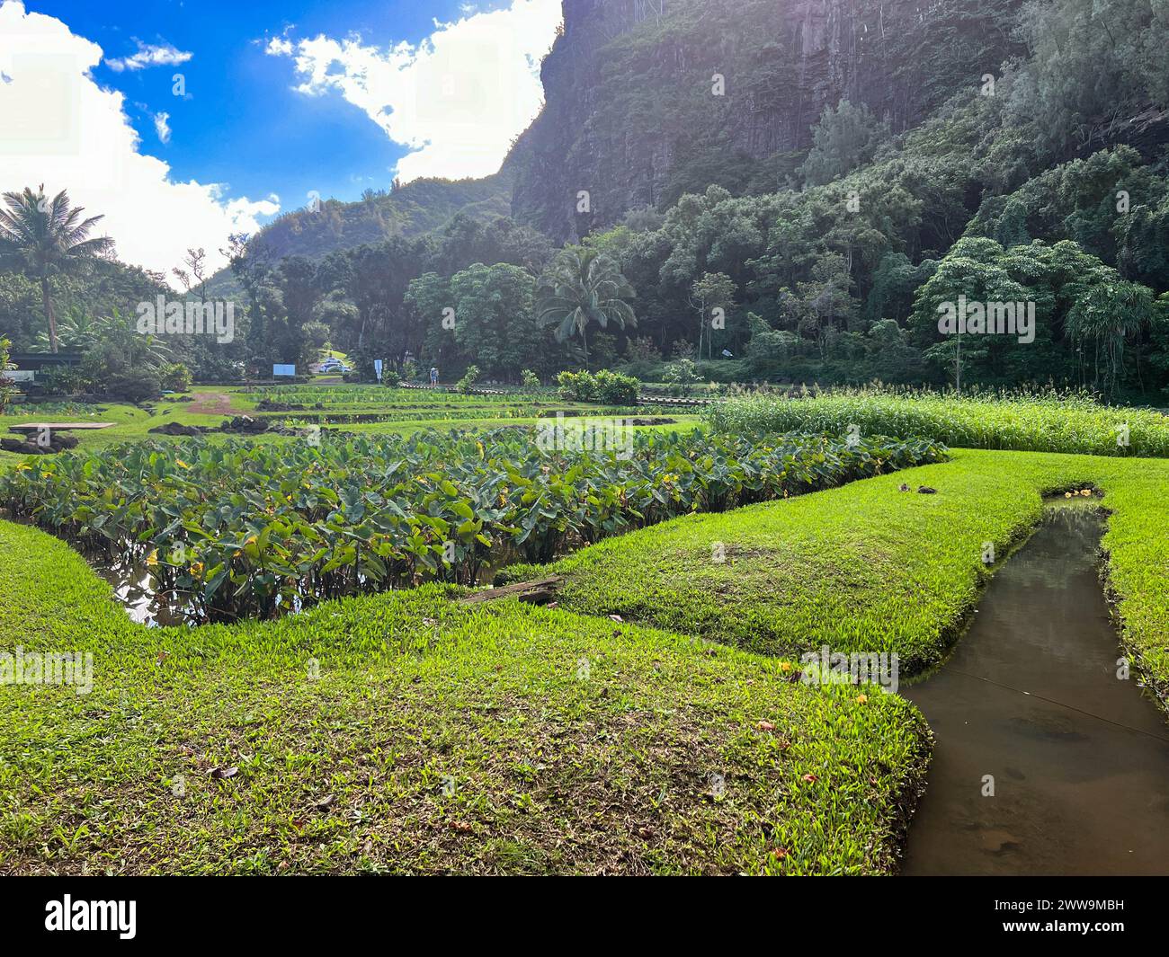 Restored lo’i kalo (taro field) in Haena State Park in Kauai Stock ...