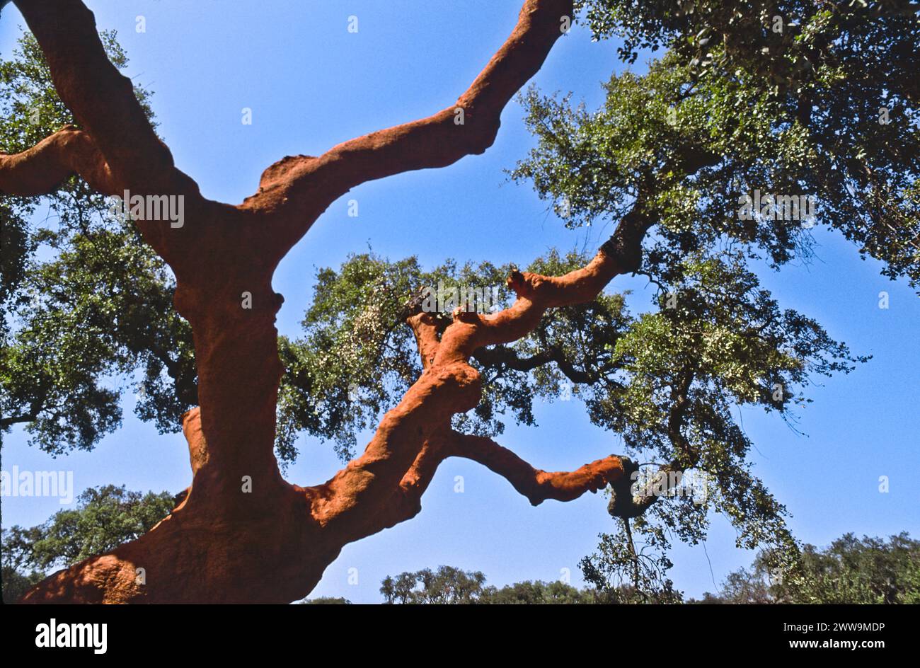 the cork oak (Quercus suber L.) grows in central and southern Portugal,  which produces half the cork harvested annually in the world - Alentejo area Stock Photo