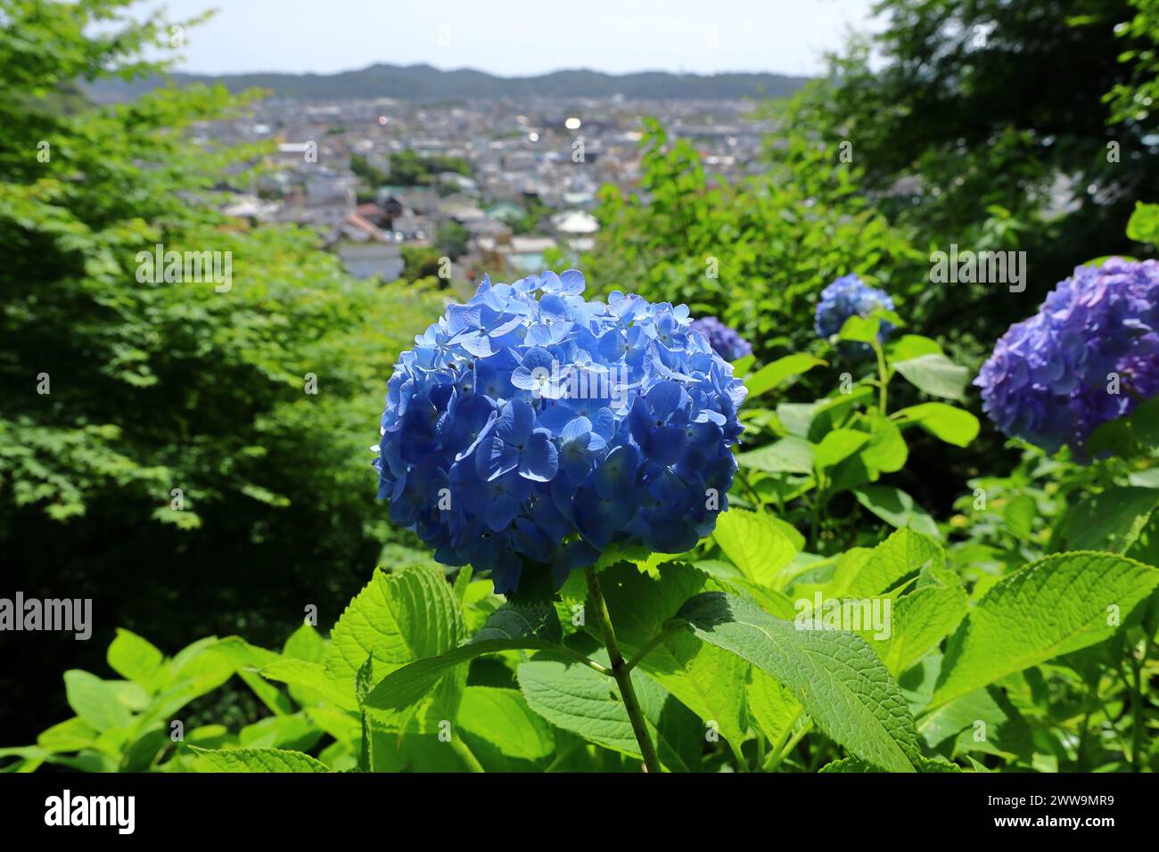 Blue hydrangeas blooming on a hill overlooking the town of Kamakura Stock Photo