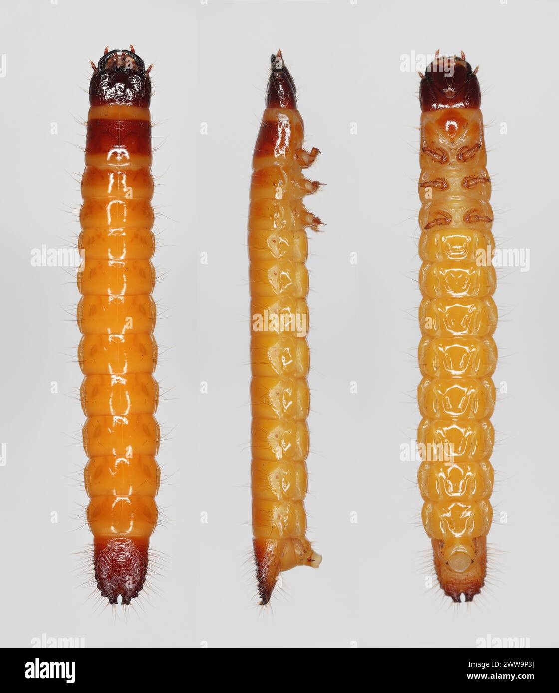 Wireworm, larva of Mouse grey Click Beetle (Agrypnus murinus), Elateridae.  Wireworms are  important pests plant roots. View from different sides. Stock Photo