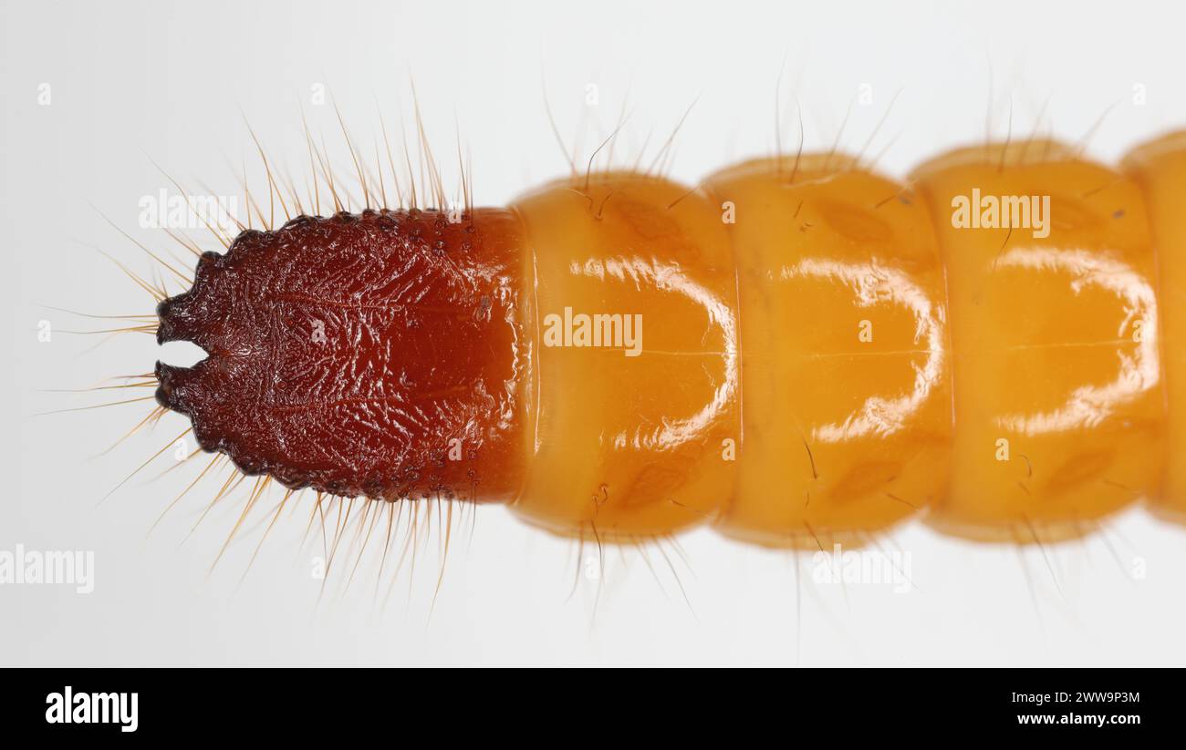 Wireworm, larva of Mouse grey Click Beetle (Agrypnus murinus), Elateridae.  Wireworms are  important pests. The characteristic end of the larva's body. Stock Photo