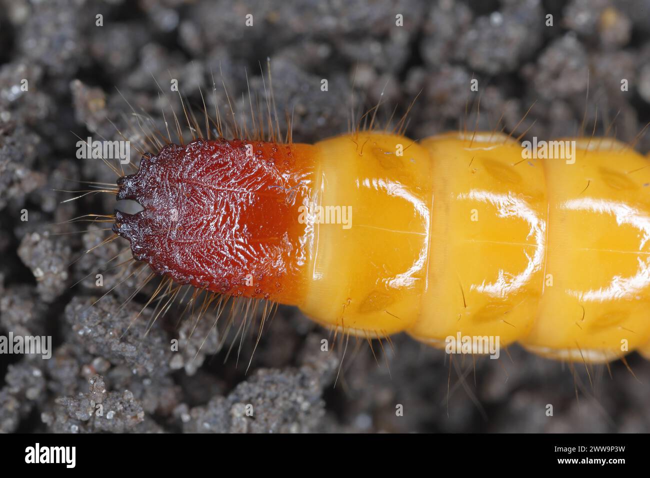 Wireworm, larva of Mouse grey Click Beetle (Agrypnus murinus), Elateridae.  Wireworms are  important pests. The characteristic end of the larva's body. Stock Photo