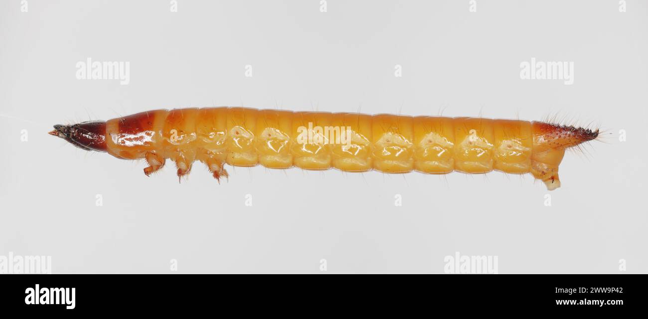 Wireworm, larva of Mouse grey Click Beetle (Agrypnus murinus), Elateridae.  Wireworms are  important pests that feed on plant roots. A side view. Stock Photo