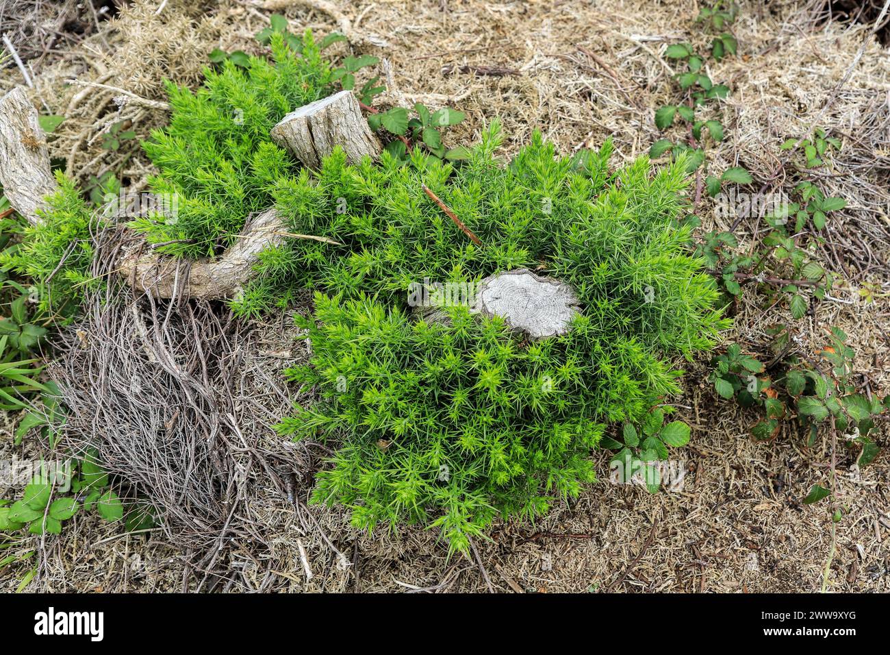The regeneration of a Juniper (Juniperus chinensis) tree after it has been severely cut back, England, UK Stock Photo