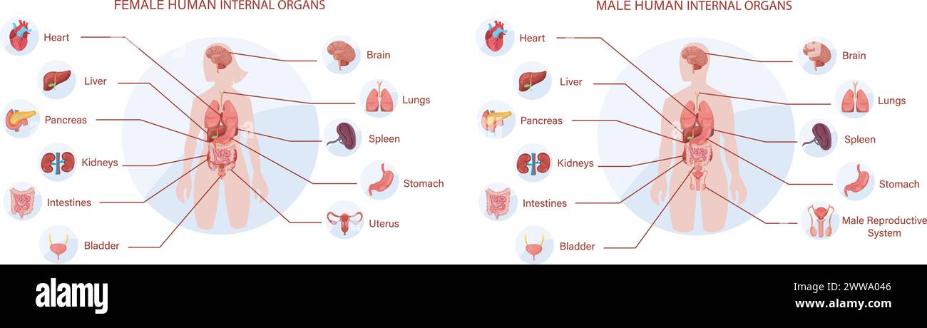 A Comprehensive Visual Guide to Female and Male Human Internal Organs, Illustrating the Anatomy and Positioning of Vital Body Systems for Educational Stock Vector