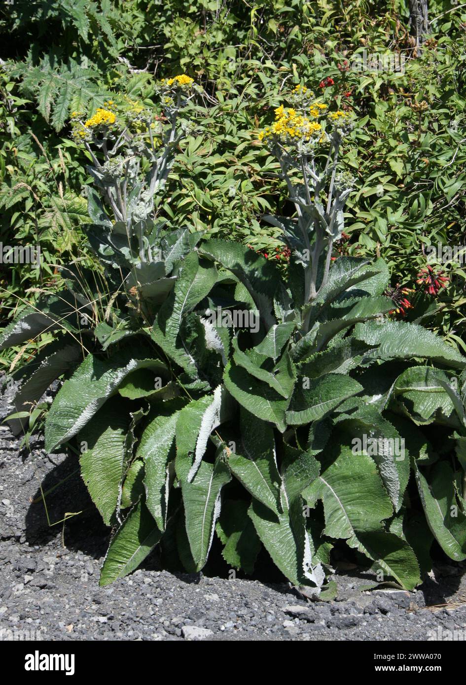 Senecio oerstedianus, Asteraceae. Irazú Volcano National Park, Costa Rica, Central America. Senecio is one of the largest genera of flowering plants. Stock Photo