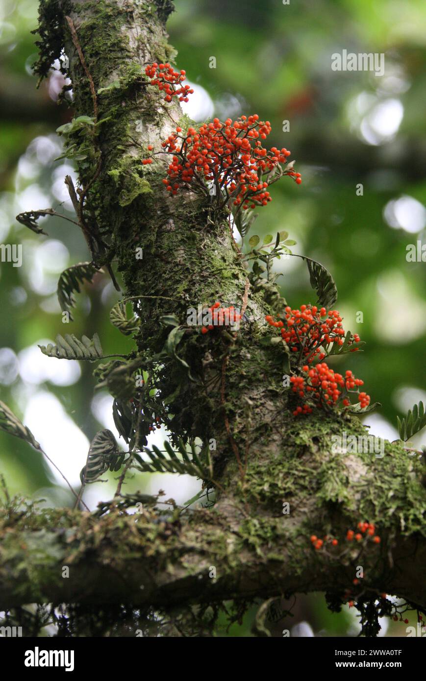 Urera species, probably Flameberry, Urera caracasana, Urticaceae. Tree with orange berries growing directly on branches and tree trunk.  Costa Rica. Stock Photo