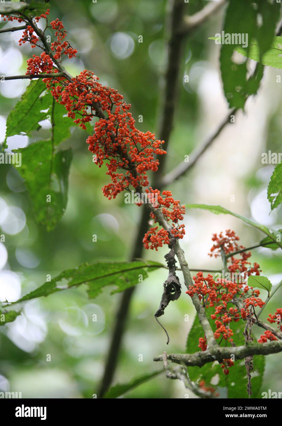 Urera species, probably Flameberry, Urera caracasana, Urticaceae. Tree with orange berries growing directly on branches and tree trunk.  Costa Rica. Stock Photo