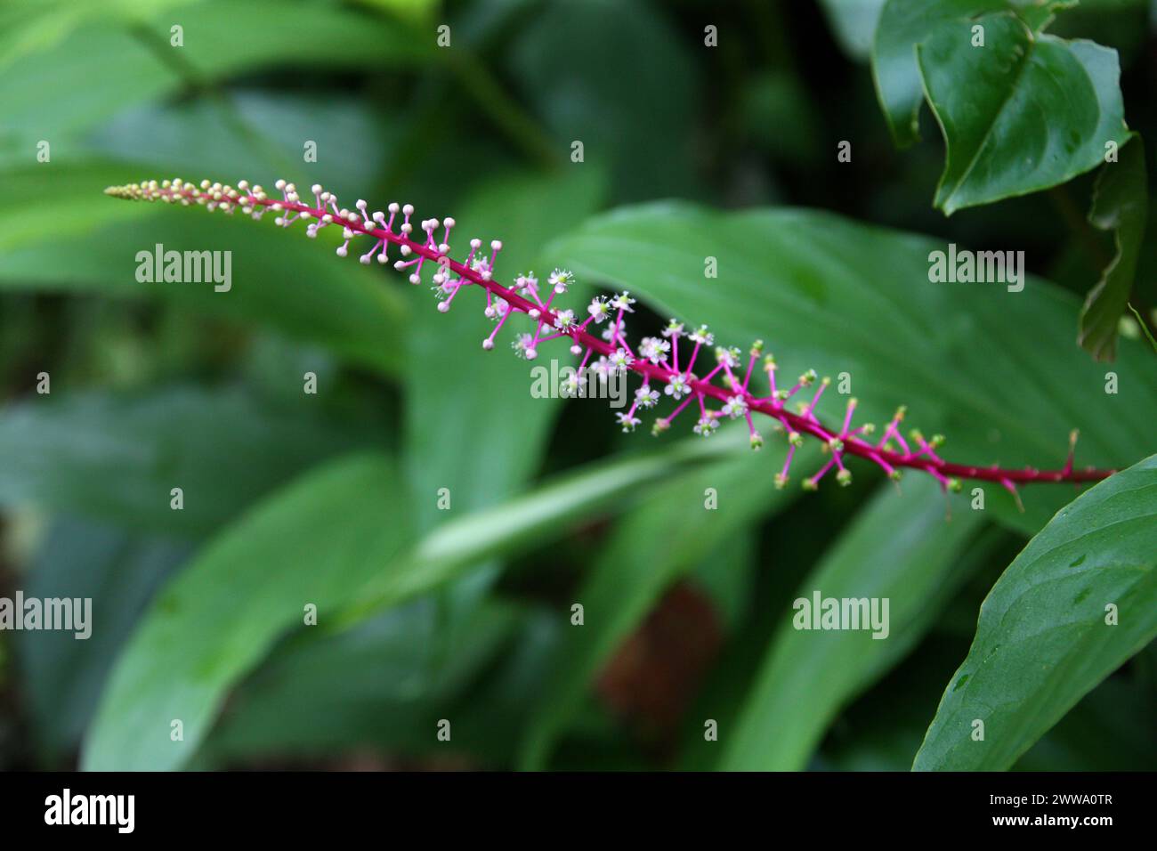 Venezuelan Pokeweed, Phytolacca rivinoides, Phytolaccaceae.. Costa Rica. Stock Photo