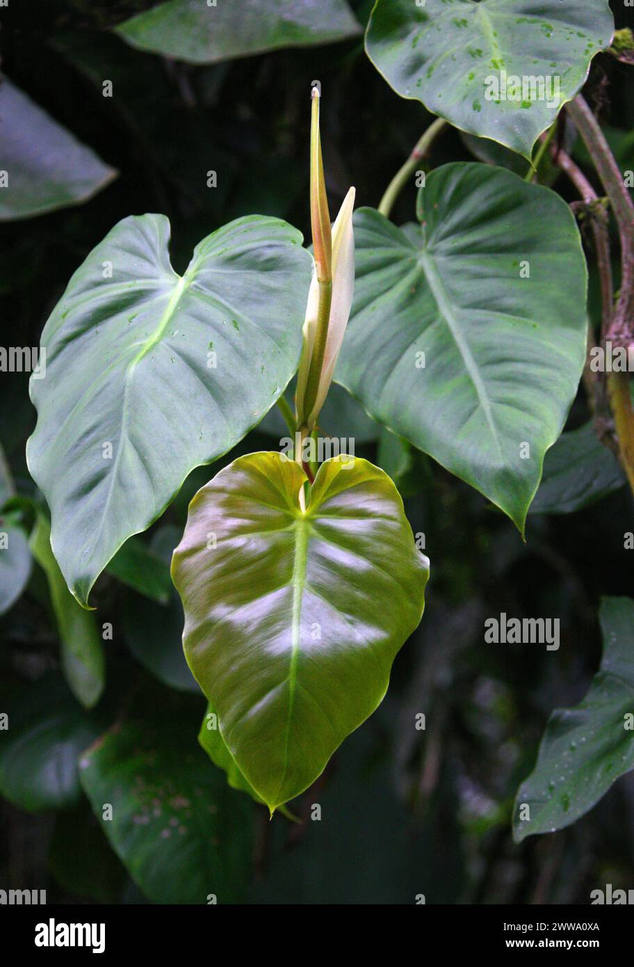 Heartleaf Philodendron, Philodendron hederaceum, Araceae. Costa Rica Rainforest, Central America. Syn. Philodendron scandens. Stock Photo