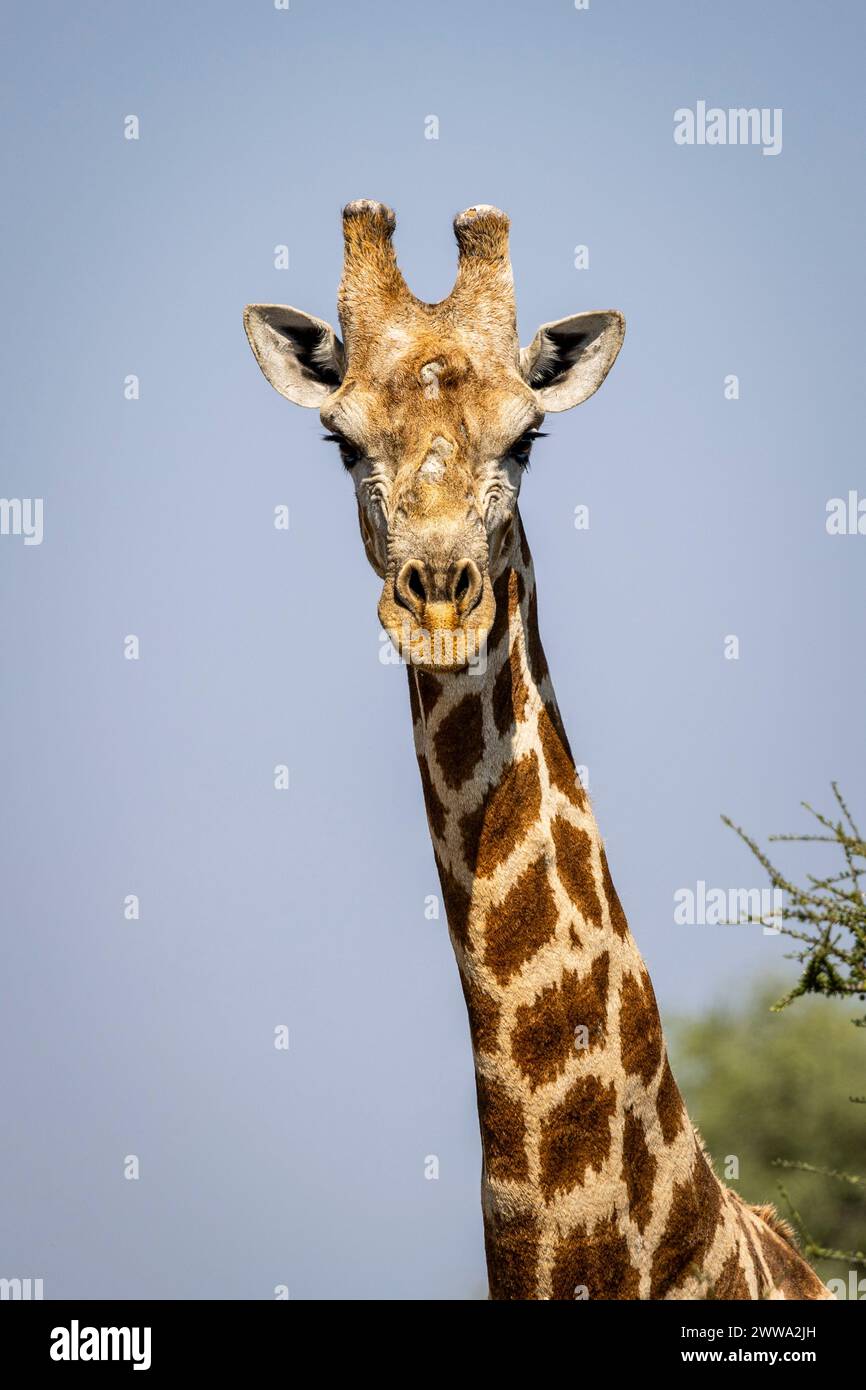 Portrait of a giraffe in Botswana, Africa Stock Photo