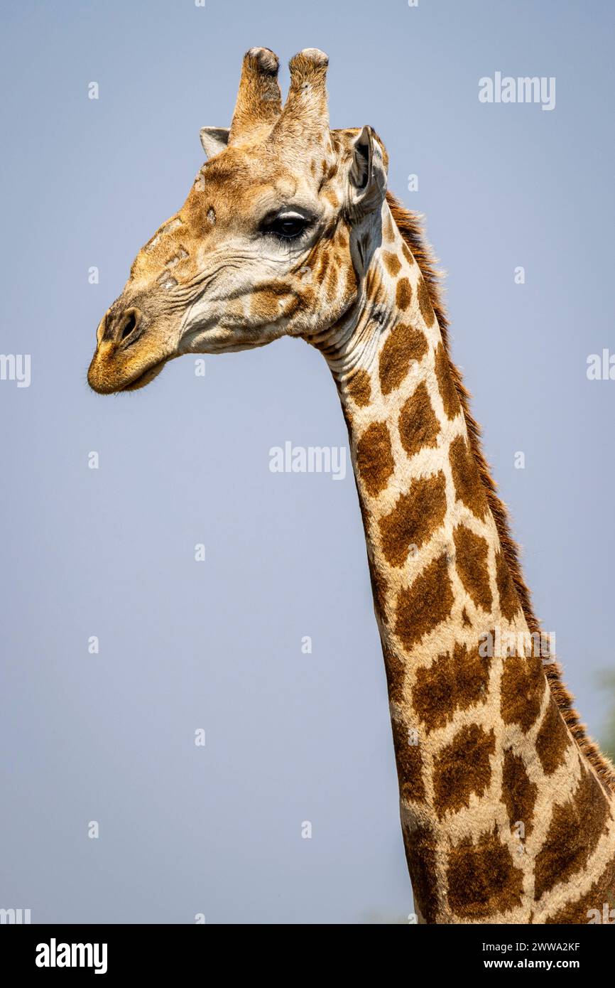 Portrait of a giraffe in Botswana, Africa Stock Photo