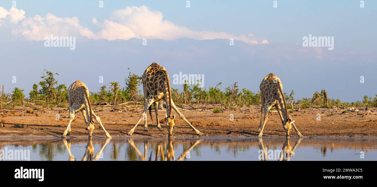 Giraffe drinking at a waterhole in Botswana, Africa Stock Photo