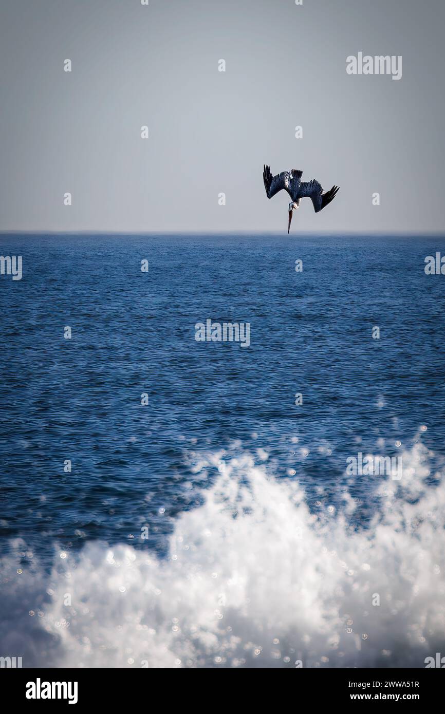 A hungry pelican dives for fish off of Coronado, California. Stock Photo
