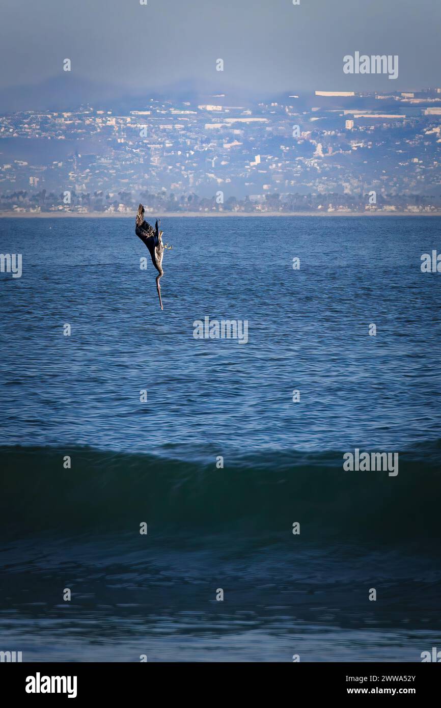 A pelican dives for fish off of Coronado, California with Tijuana, Mexico in the background. Stock Photo