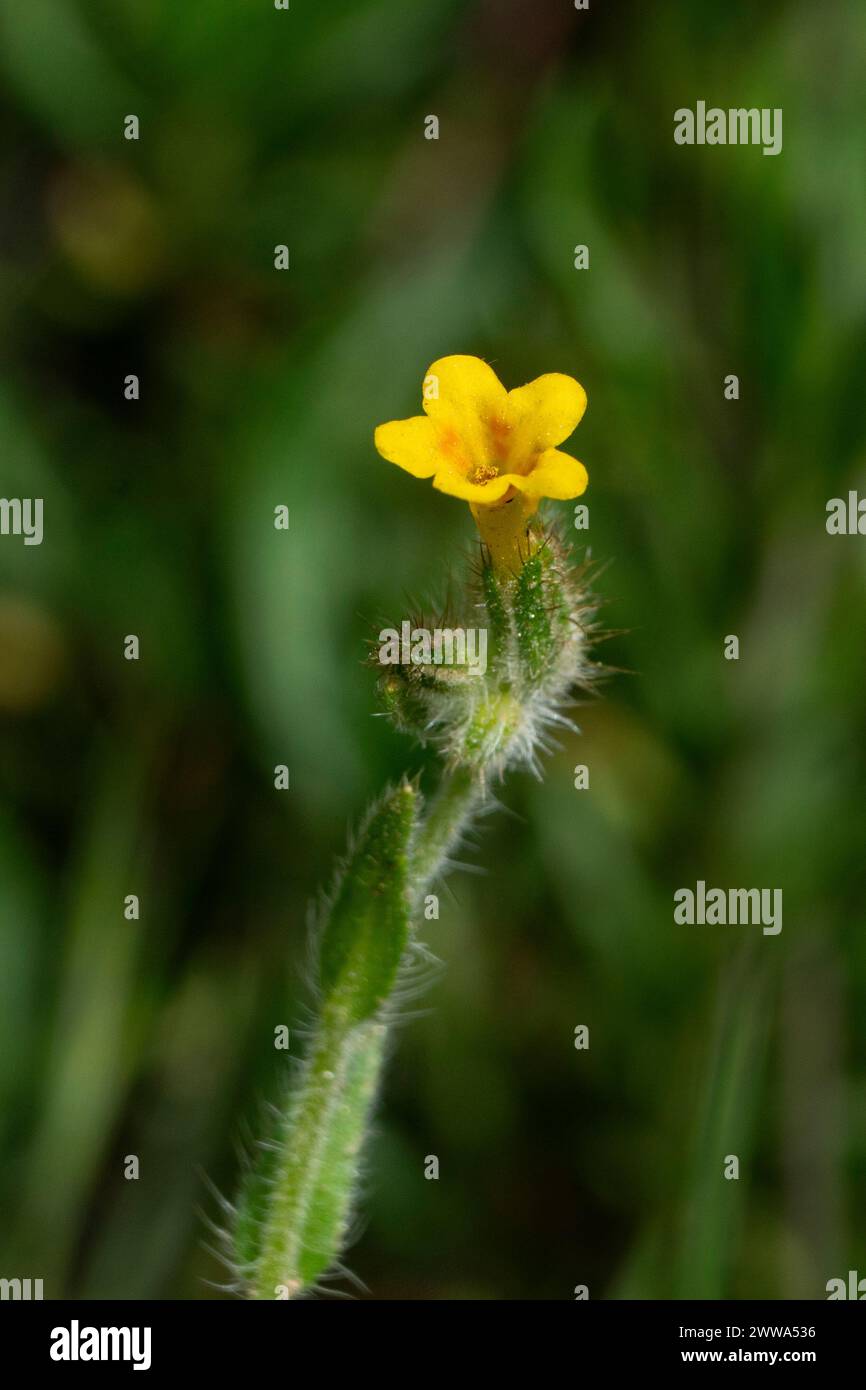 Yellow Fiddleneck Wildflower growing in Casper Wilderness Park, California Stock Photo