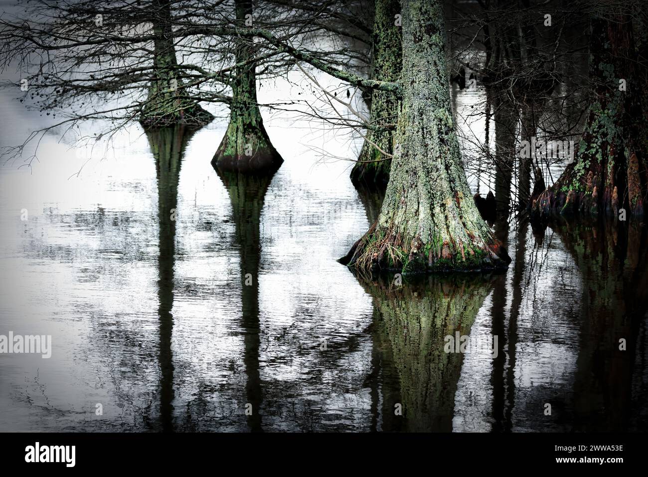 The trunks of cypress trees at Stumpy Lake near Virginia Beach, Virginia. Stock Photo