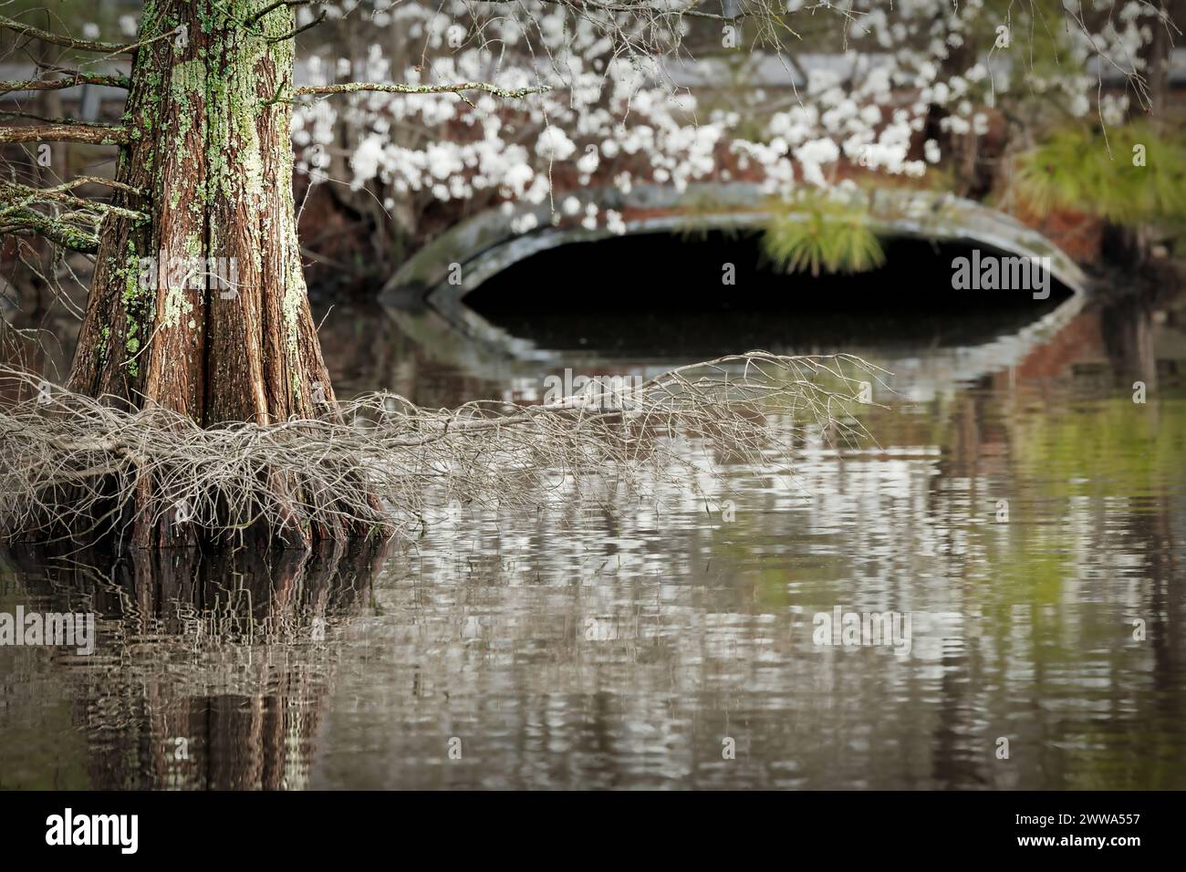 A cypress tree sit in the water at Stumpy Lake near Virginia Beach, Virginia. Stock Photo