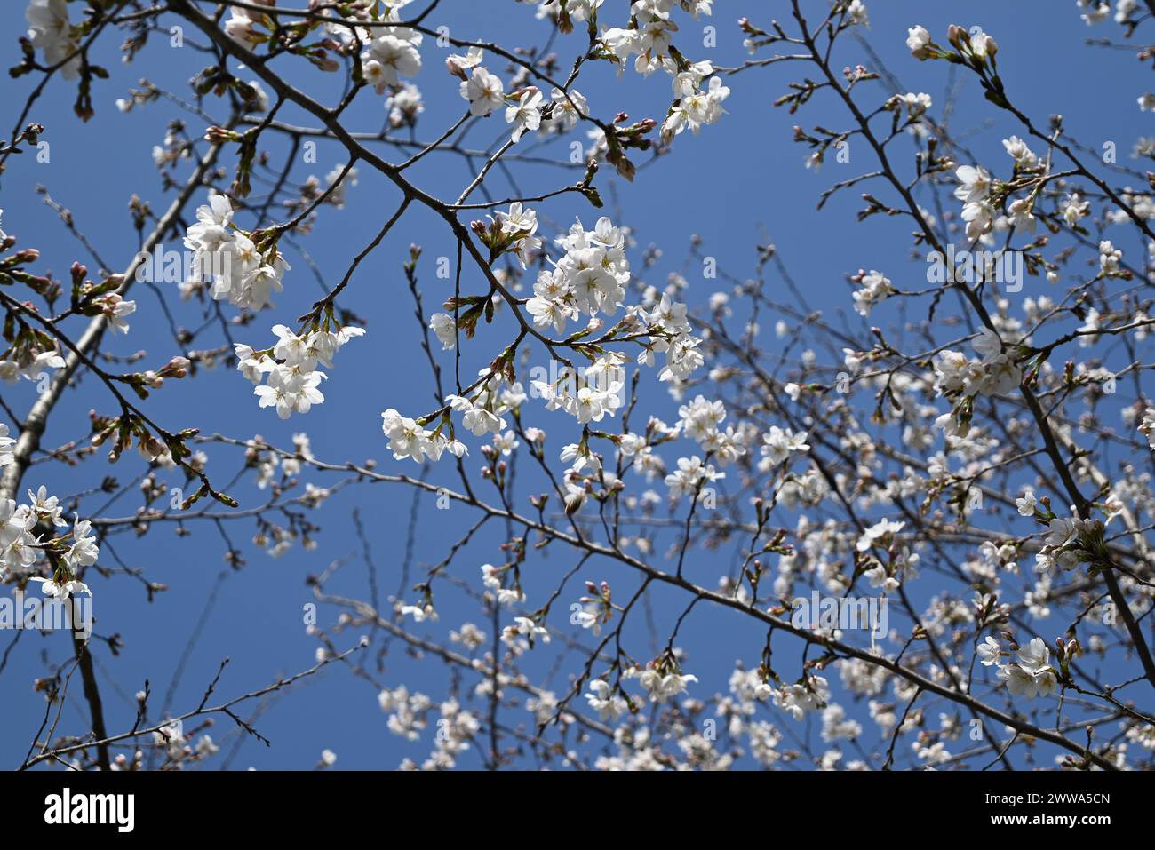 branches of white sakura against blue sky in sunny afternoon Stock ...