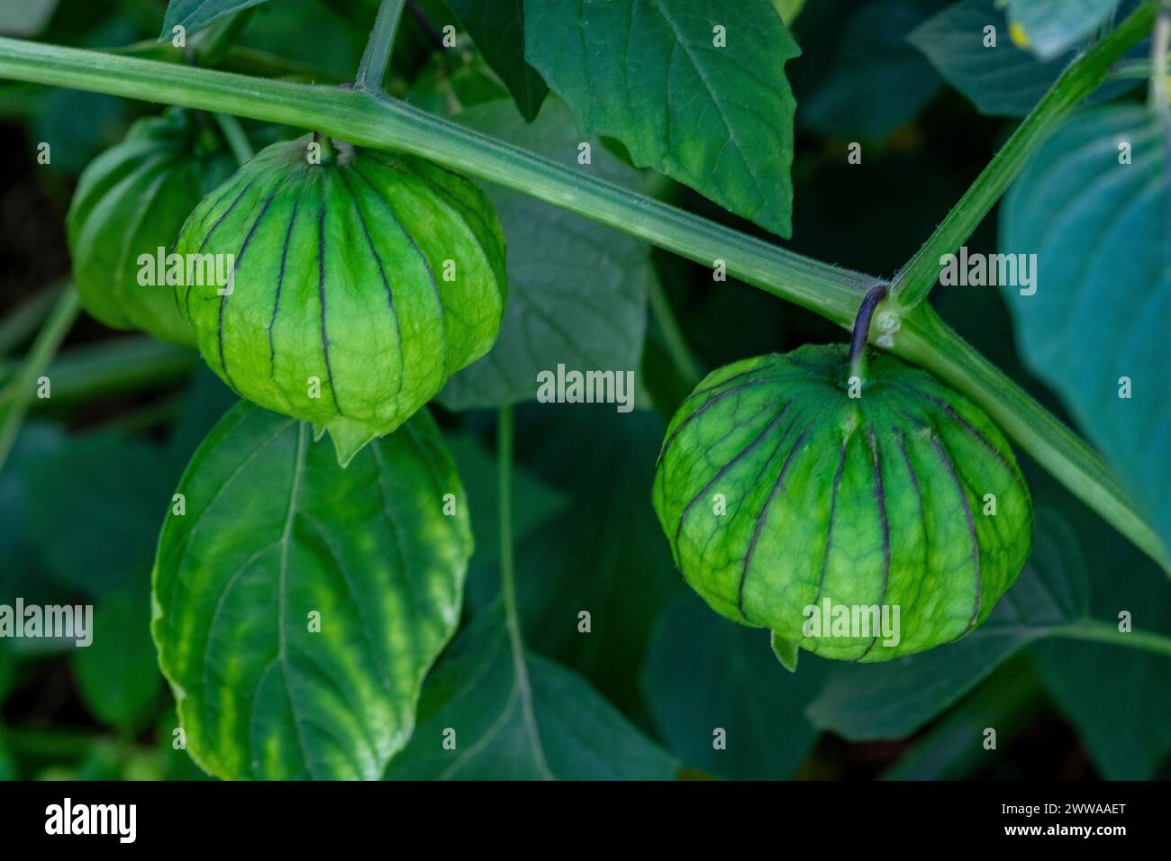 Ripening tomatillos, also known as Mexican husk tomatoes. Stock Photo
