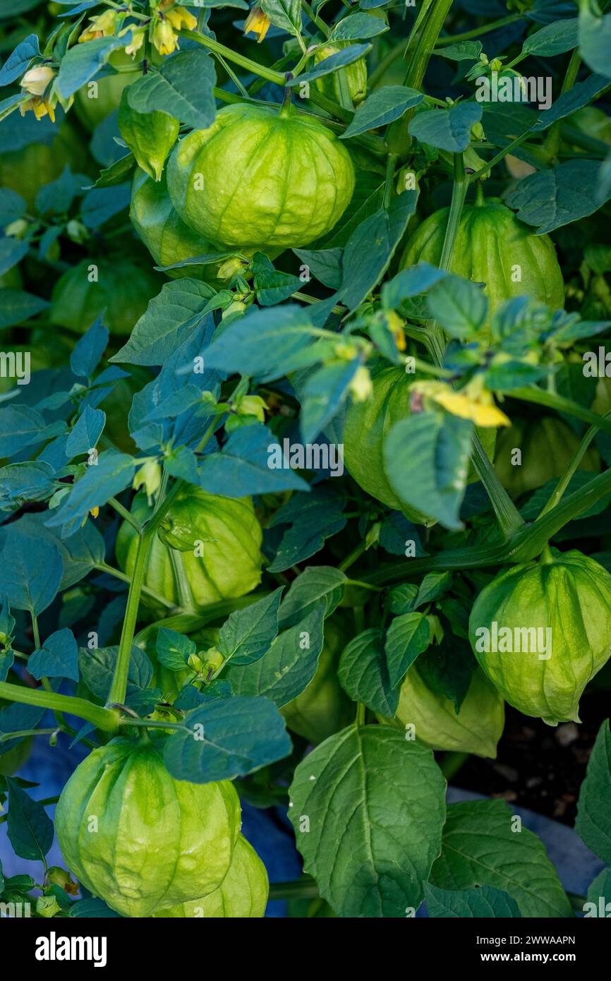 Ripening tomatillos, also known as Mexican husk tomatoes. Stock Photo