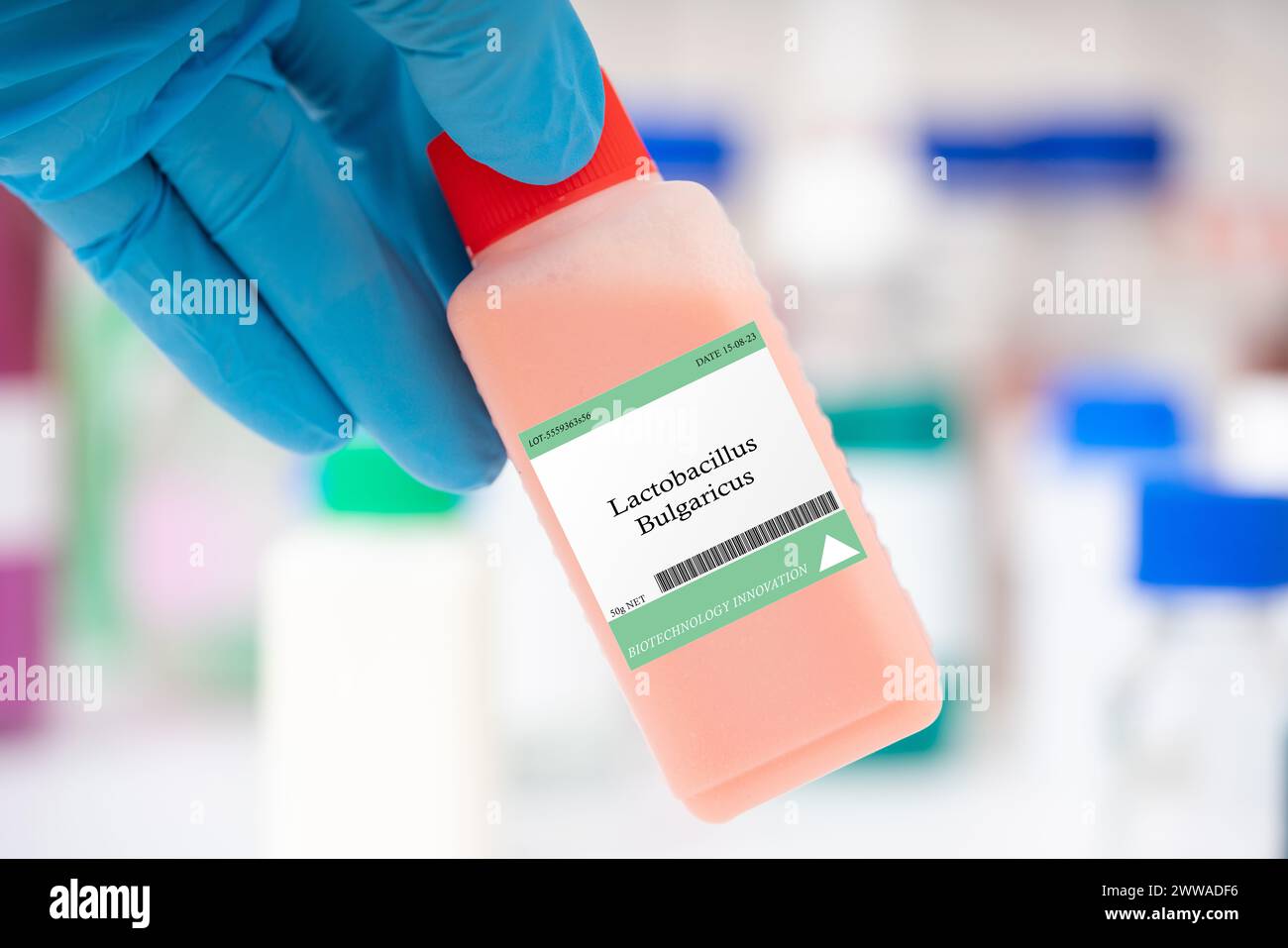 Lactobacillus bulgaricus fungus. Used for yogurt fermentation. Stock Photo