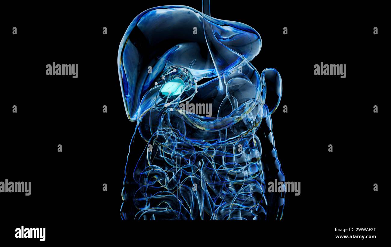Gallbladder, conceptual illustration Stock Photo - Alamy