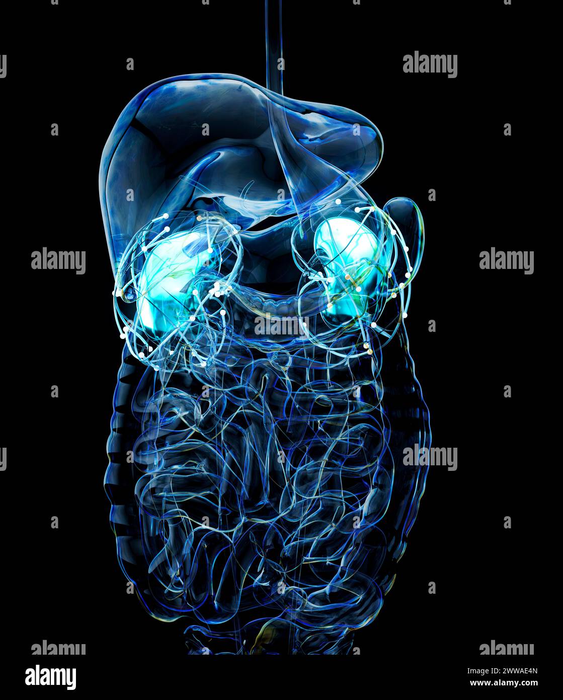 Pretty Kidney Kidneys conceptual illustration hi-res stock photography and images - Alamy