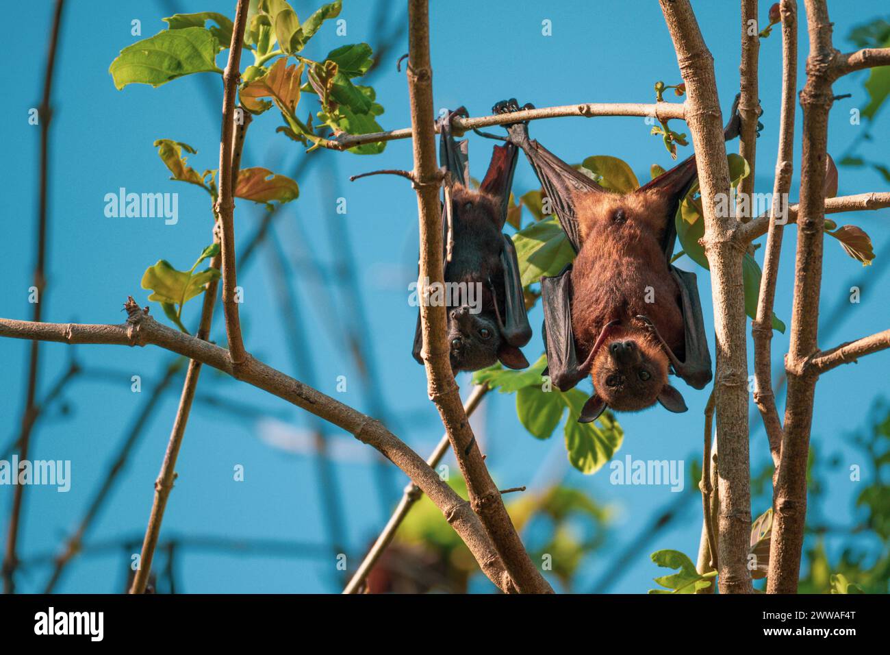 A group of bats hanging upside down, dozing under the daylight in a