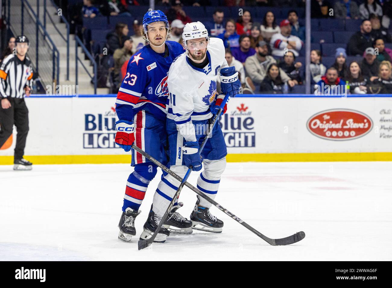 March 22nd, 2024: Toronto Marlies forward Logan Shaw (11) battles with Rochester Americans defenseman Ryan Johnson (23) in the third period. The Rochester Americans hosted the Toronto Marlies in an American Hockey League game at Blue Cross Arena in Rochester, New York. (Jonathan Tenca/CSM) Stock Photo