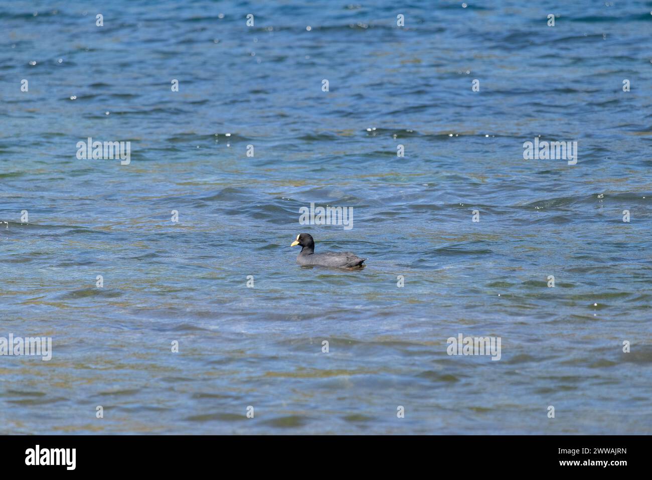 Horizontal view of lonely and isolated Red-gartered Coot (Fulica armillata) quietly swimming on big lake water Stock Photo