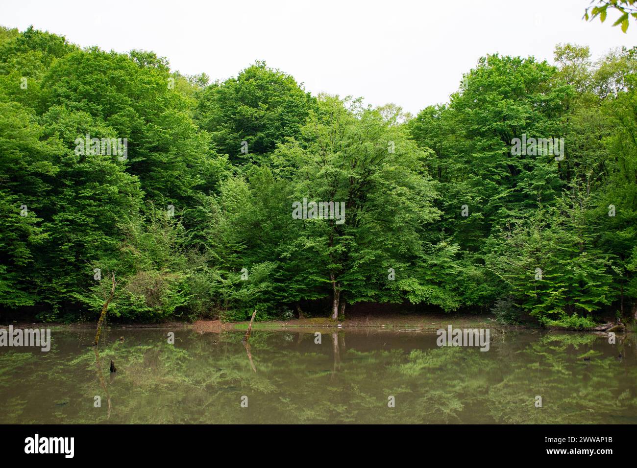 Deep tropical jungles of Iran Stock Photo - Alamy
