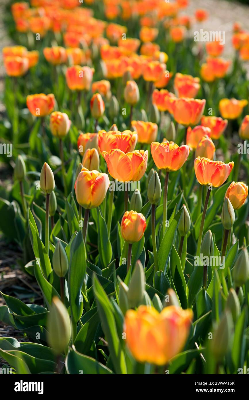 From above of blooming orange tulips with green leaves plants growing in garden on spring day next to blurred paved road Stock Photo