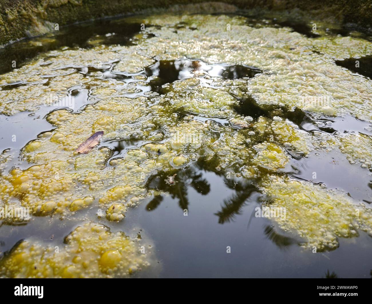 greenish algae sludge floating on the surface of the well Stock Photo ...