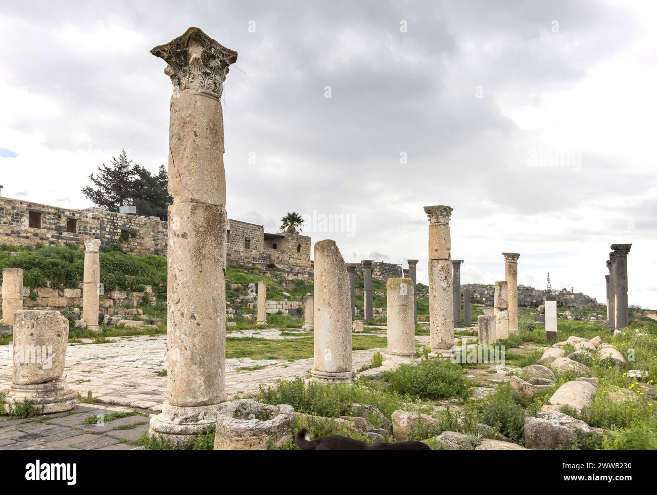 columns in the roman ruins at umm qais ( formally called gadara) jordan Stock Photo