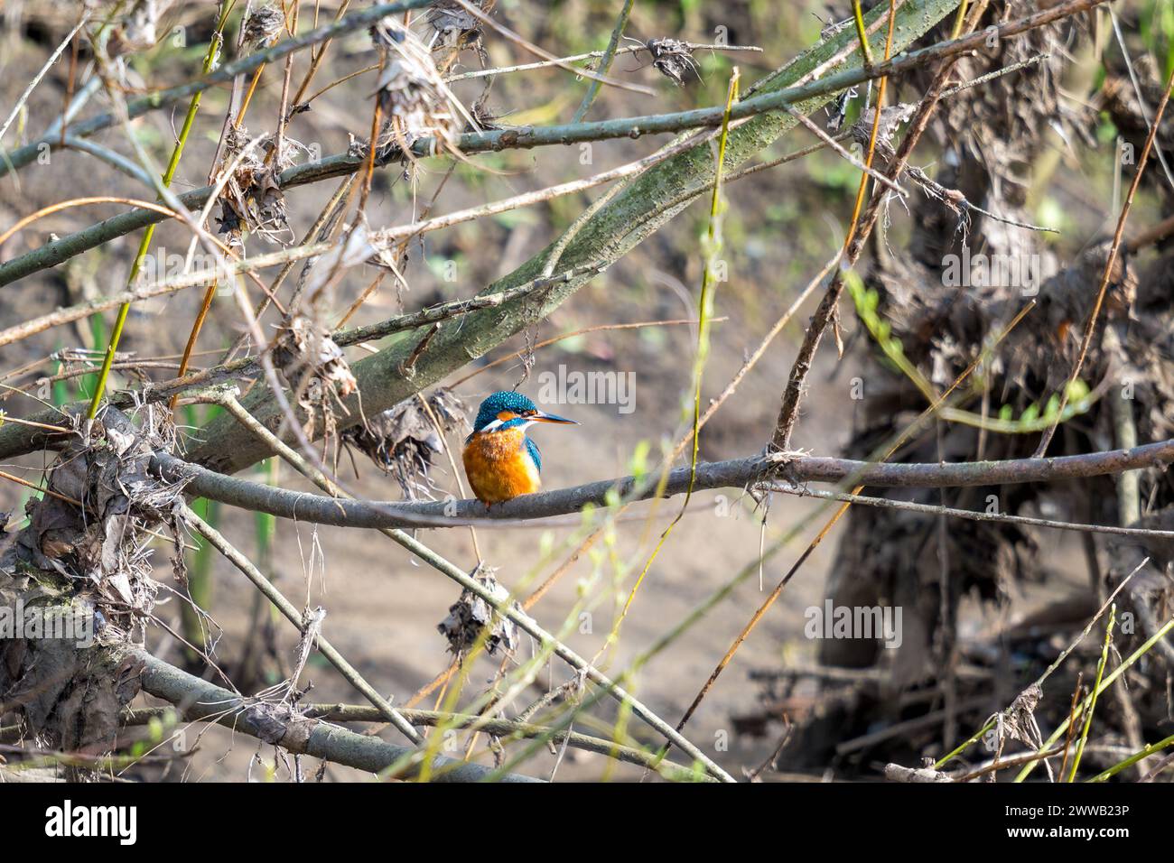 Common Kingfisher, Alcedo atthis, sat on a tree branch surrounded by brambles Stock Photo
