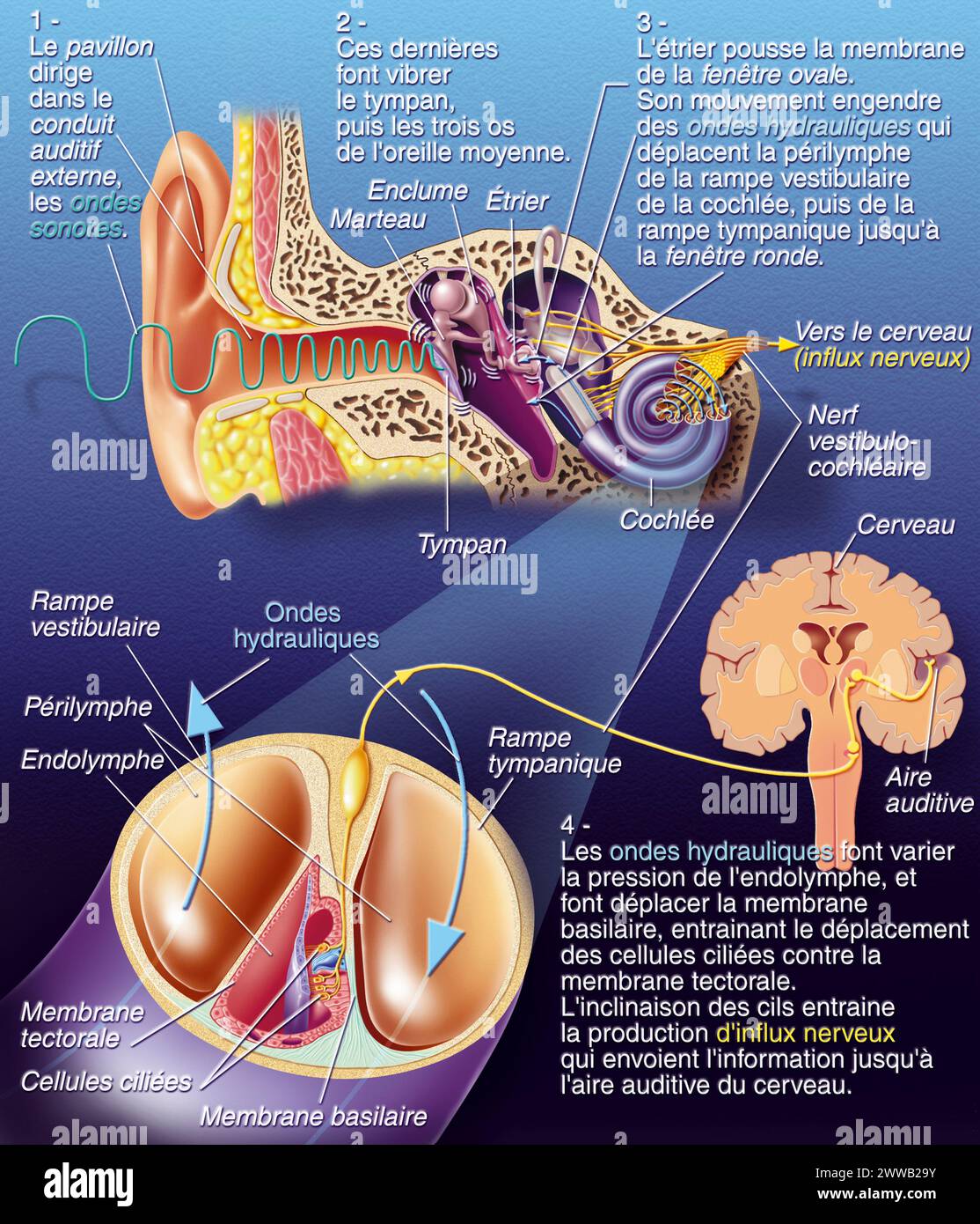 Path of sound from the ear to the brain. Stock Photo