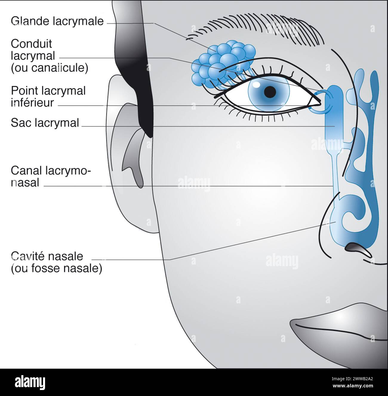 The lacrimal passages. Transparency representation of the lacrimal passages and the communication between them and the nasal passages. Stock Photo