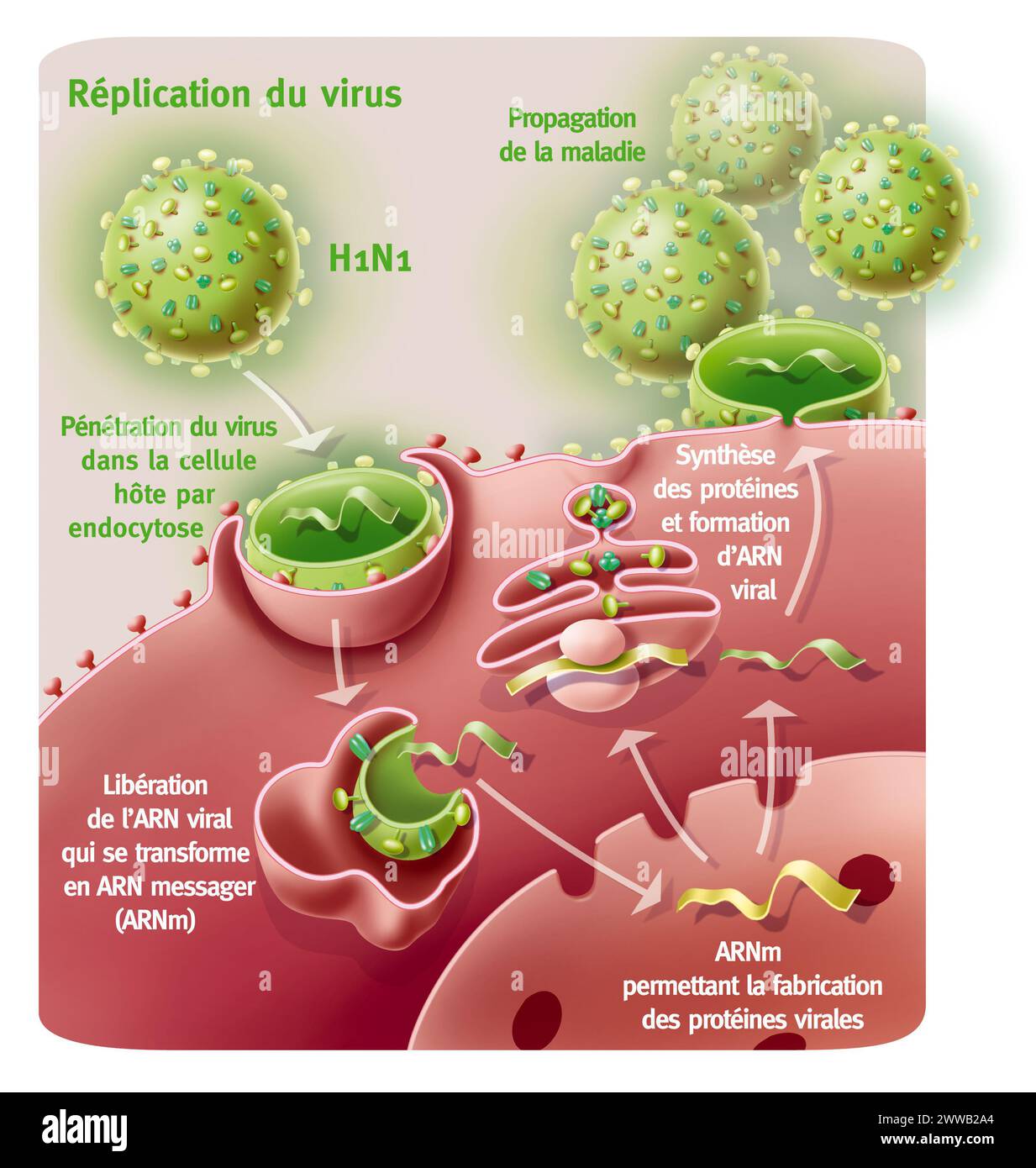 Replication of the H1N1 virus. Representation of the penetration and replication of the H1N1 virus thanks to a host cell. Stock Photo