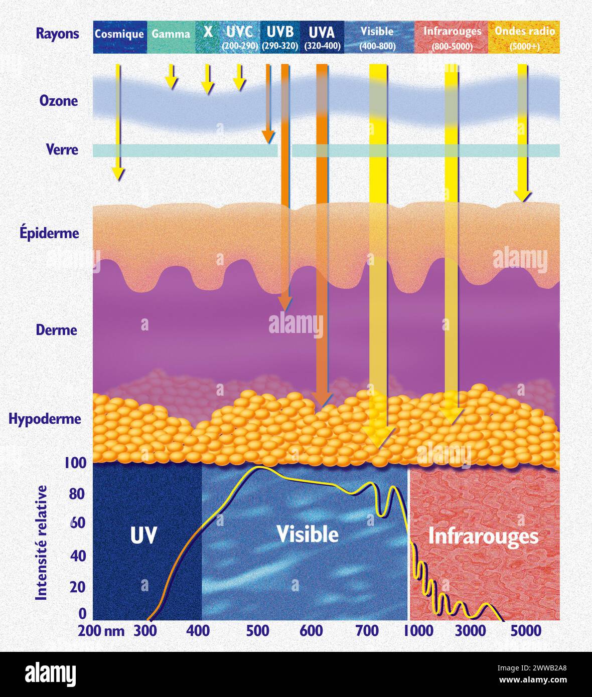 Penetration of the sun's rays into the skin Stock Photo - Alamy