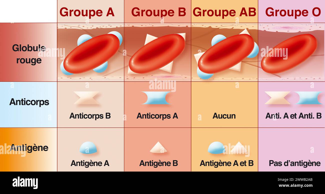 Red Blood Cells – Definition, Biology, and Observation under the Microscope, image size:1300x778