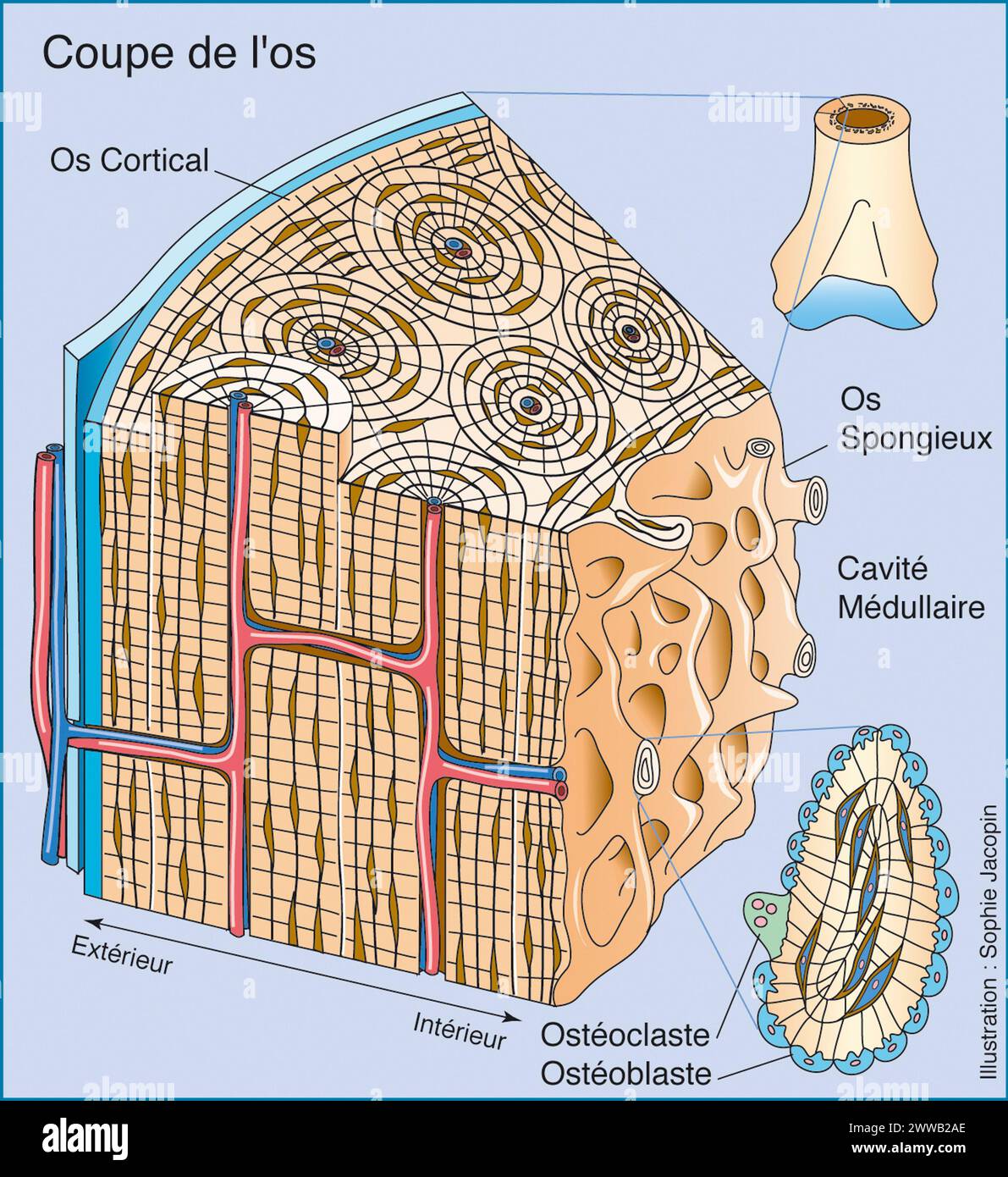 Bone cut. Representation in 3/4 view of the structure of the bone with zoom showing the different cells that make up the bone tissue. Stock Photo
