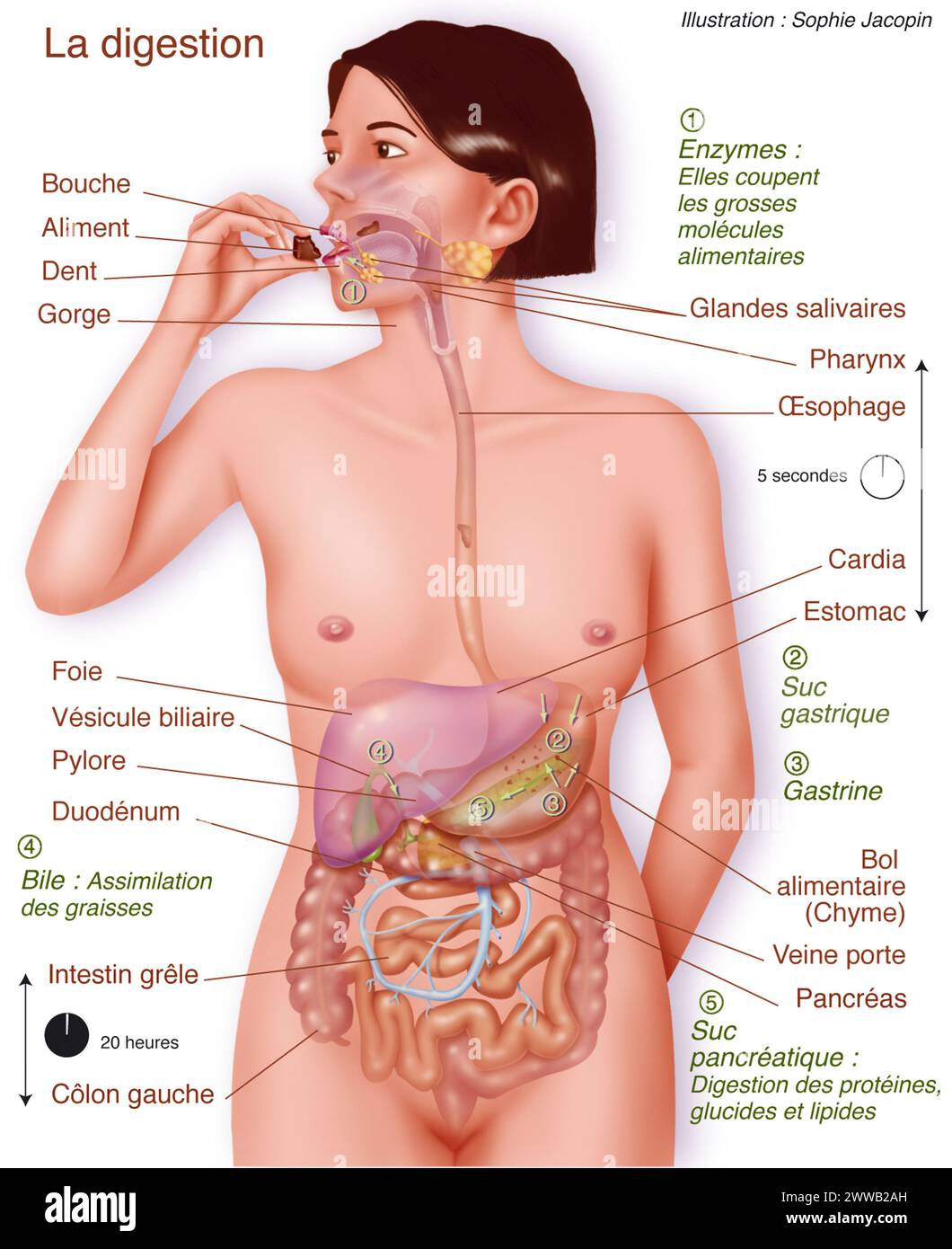 The digestion. Stock Photo