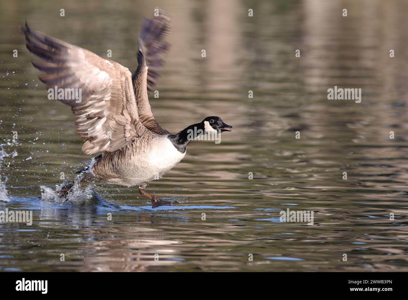 Canada goose in a park in Paris Ile de France France Stock Photo Alamy