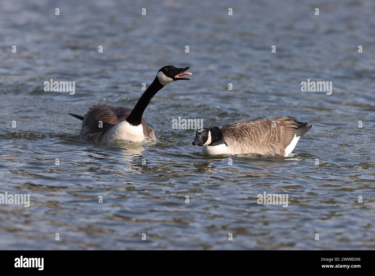 Canadian goose in paris deals