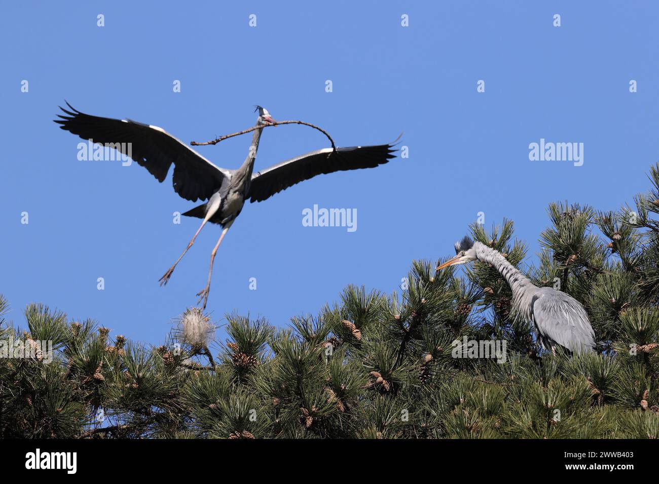 Gray herons in a park in Paris, Ile de France, France. Stock Photo