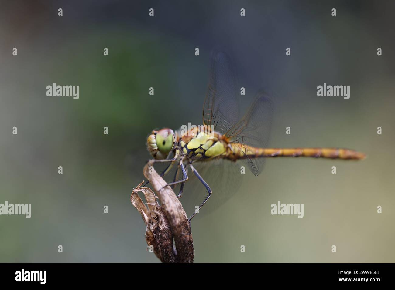 Dragonfly, golden yellow sympetrum or sympetrum flaveola, on a plant ...